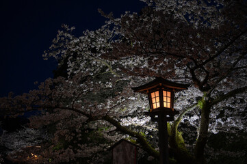 夜桜と灯籠