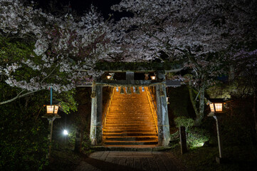 夜桜と鳥居。武雄神社にて佐賀県武雄市