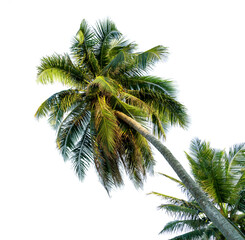 Fototapeta na wymiar coconut tree bending Isolated on White background