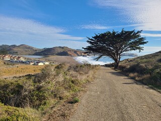 Cypress tree on the trail to Rodeo Beach, Marin Headlands, California