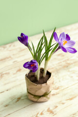 Pot with beautiful crocus flowers on wooden table, closeup