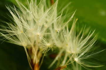 dandelion seeds texture and water drops background green color . macro flower . Beautiful Gentle abstract natural backdrop. Selective focus.  Fine art botanical poster