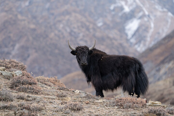 Yak on a Hilltop © World Travel Photos