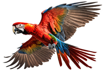 Plakat a jungle-themed photographic illustration of a blue green and orange macaw parrot in mid-flight on a transparent background in PNG. 