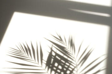 Fototapeta premium Abstract palm leaves shadow background black and white.Tropics minimalist abstract backdrop. poster