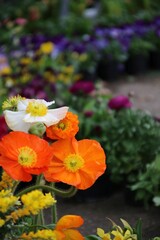 mohnblumen orange und weiß