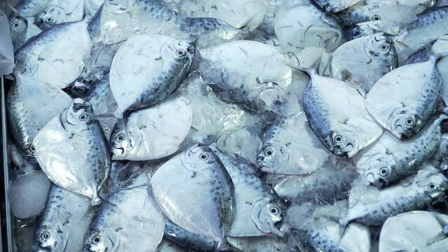 Razor moonfish (mene maculata) raw fish stock photo