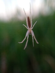 spider on a web