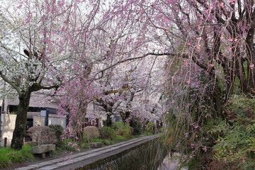 Naklejka premium 京都 哲学の道のカラフルな桜