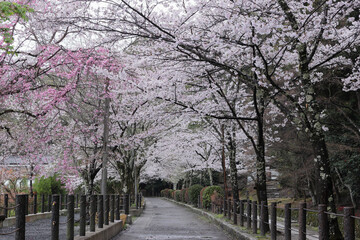 京都　哲学の道の桜のトンネル