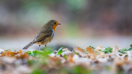Ein Singvogel auf der Wiese im Park.