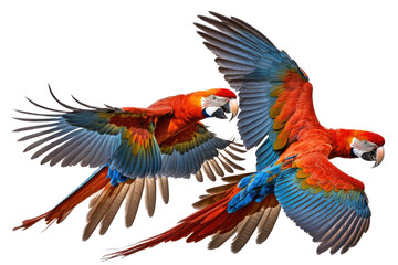 Fototapeta premium two Scarlet Macaws, flying with spread wings in a wildlife-themed, photorealistic illustration on a transparent background cutout in PNG. generative ai