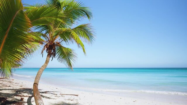 The dazzling white sandy beach merges imperceptibly into the turquoise sea. A green coconut tree with colorful foliage adorns the exotic coastline. Gorgeous tropical landscape in sunny clear weather.