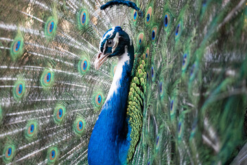 Pied Indian Blue Peacock