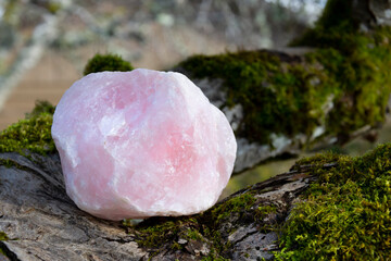 A close up image of a large piece of raw rose quartz on a moss covered tree branch. 