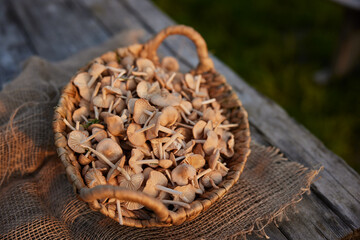 close up photo of wicker basket full of mushrooms