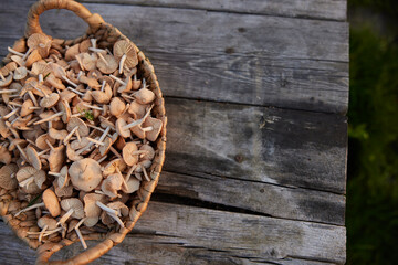 Sun dried green raisins in wooden bowl over wooden background