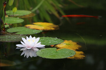 Goldfish in peaceful outdoor pond with blossoming water lilies