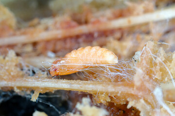 Dark-winged fungus gnat pupa (Sciaridae) found in the remains of a dried potted plant.