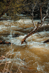 river in the forest