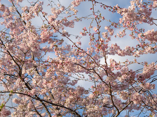close up of blooming tree background and wallpaper,springtime
