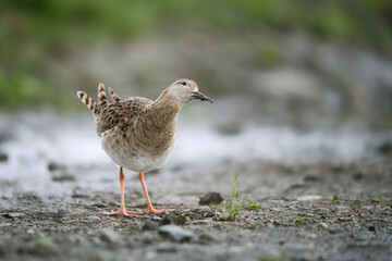 Curious ruff crossing the path
