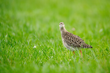 Ruff in green spring grass