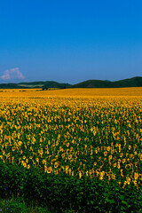 Fototapeta premium field of sunflowers
