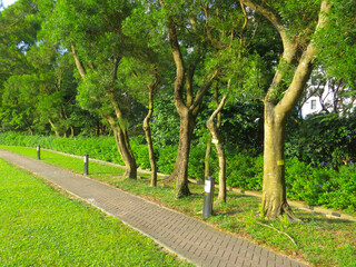 a path though an ancient woodland or forest