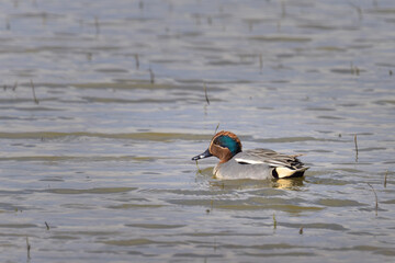 A male Eurasian Teal swimming on a pond