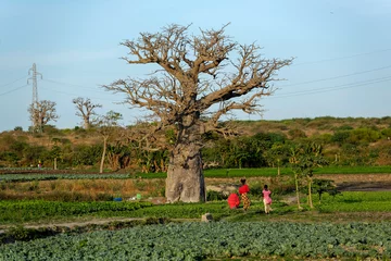 Gordijnen Cultures maraichères au pied d'un baobab © patrick