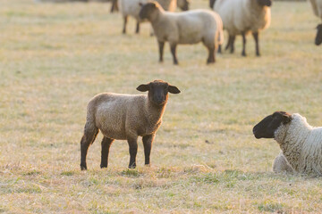 A flock of sheep on a pasture near Arles