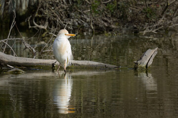 A Western Cattle Egret standing near a pond