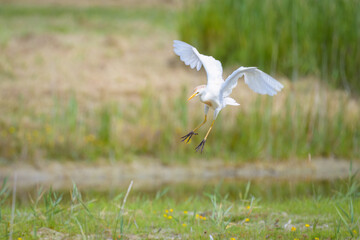 A Western Cattle Egret landing on a meadow