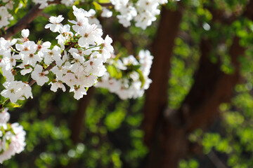 blooming apple tree in the park