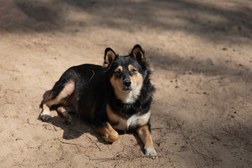 Portrait of a stray dog lying on the ground