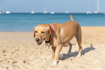 Portrait Golden Labrador Retriever on the beach