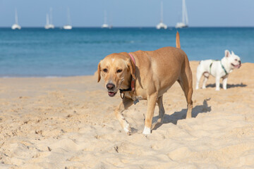 Golden Labrador Retriever playing on the beach with his friends