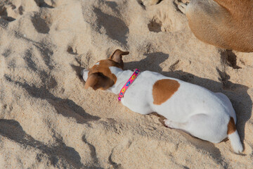 Portrait cute Jack Russell terrier on the beach