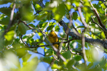 Yellowhammer bird in a tree at summer