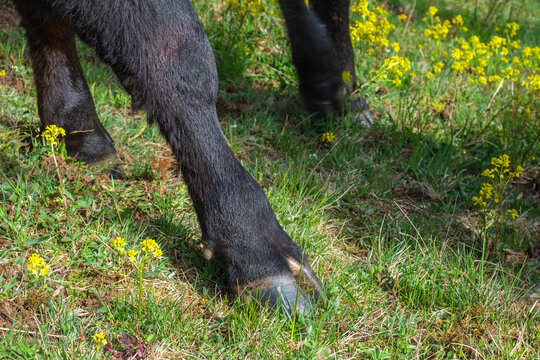 Close up at a hoof on a cow