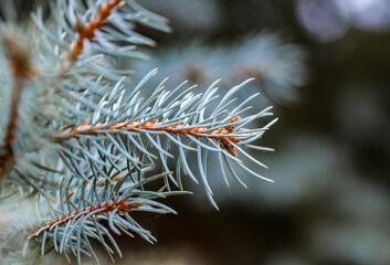 Naklejka na ściany i meble Spruce blue branch with needles close-up, selective focus