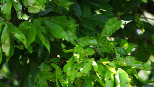 Archidendron pauciflorum (Blackbead, Dog Fruit, Djenkol tree, Luk Nieng Tree, Ngapi Nut, Pithecellobium lobatum Benth, Djenkol, Jengkol) leaves on the tree
