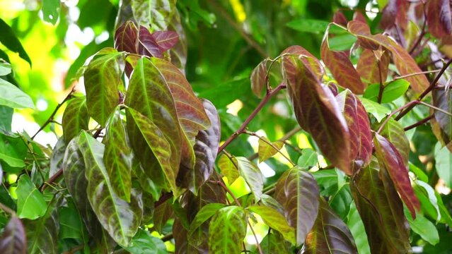 Archidendron pauciflorum (Blackbead, Dog Fruit, Djenkol tree, Luk Nieng Tree, Ngapi Nut, Pithecellobium lobatum Benth, Djenkol, Jengkol) leaves on the tree