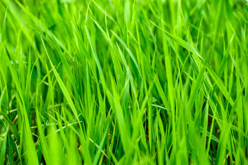 Fototapeta na wymiar Grass field green lawn close-up, view from side, selective focus