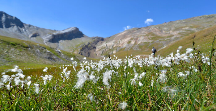  linaigrette flowers cotton grass in a meadow and rocky mountains background in european Alps. © coco