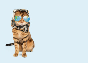 A cat with a headband and colored glasses on a blue background. Diva cat, fashionable pet. Summer...