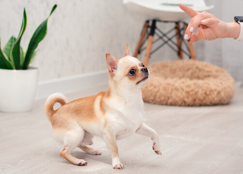 A chihuahua dog of a light color stands in a room against a background of a blurred chair, a dog bed and a green vase. He looks up at his master's hand. The photo is blurred