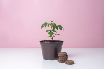 Gardening. Tomato seedlings in a brown pot with peat tablets. Germination. Pink background.