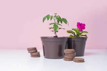 Gardening. Seedlings of petunia and tomato with peat tablets for sprouting. Plants of flowers and vegetables in brown pots. Pink background.